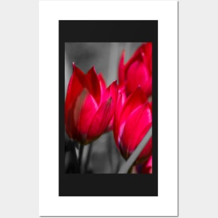 Vibrant tulips Posters and Art